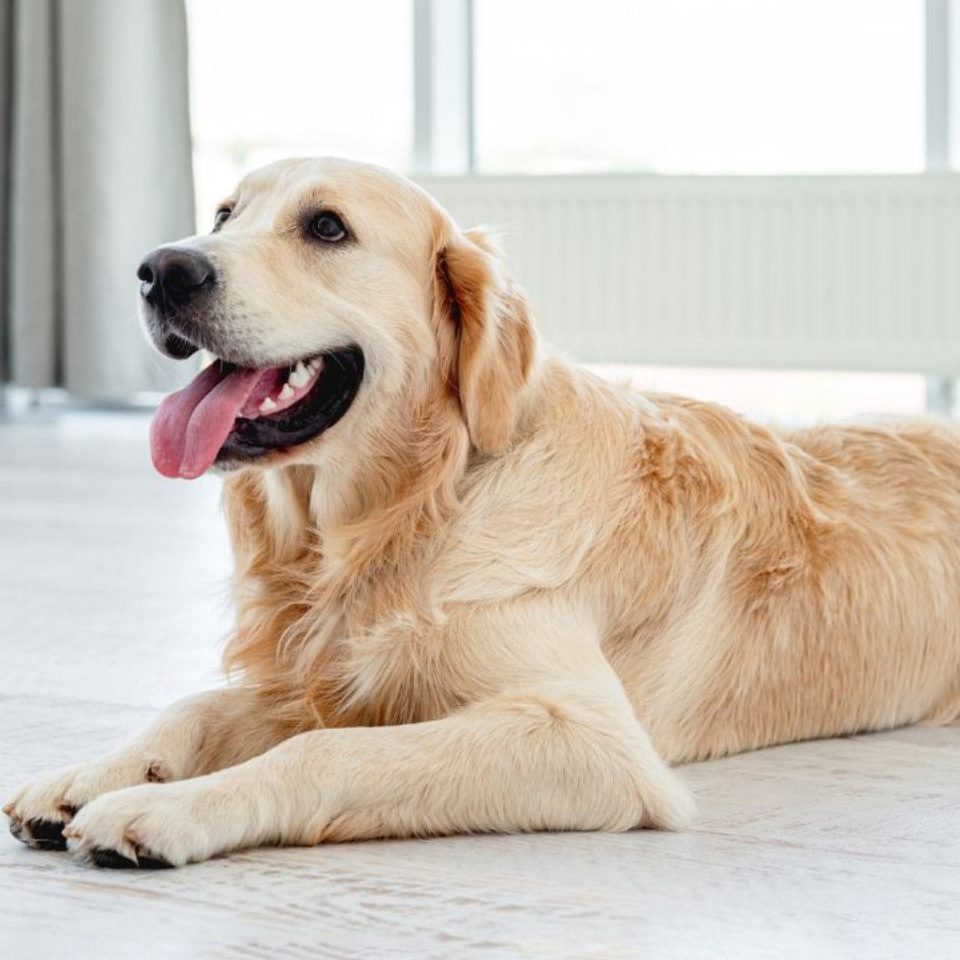 Golden-retriever-lying-on-light-floor-1